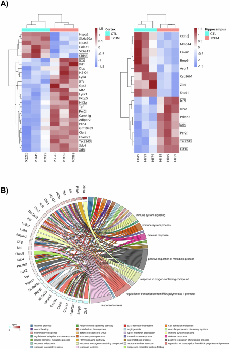 Loss of Cldn5 -and increase in Irf7-in the hippocampus and cerebral cortex of diabetic mice at the early symptomatic stage