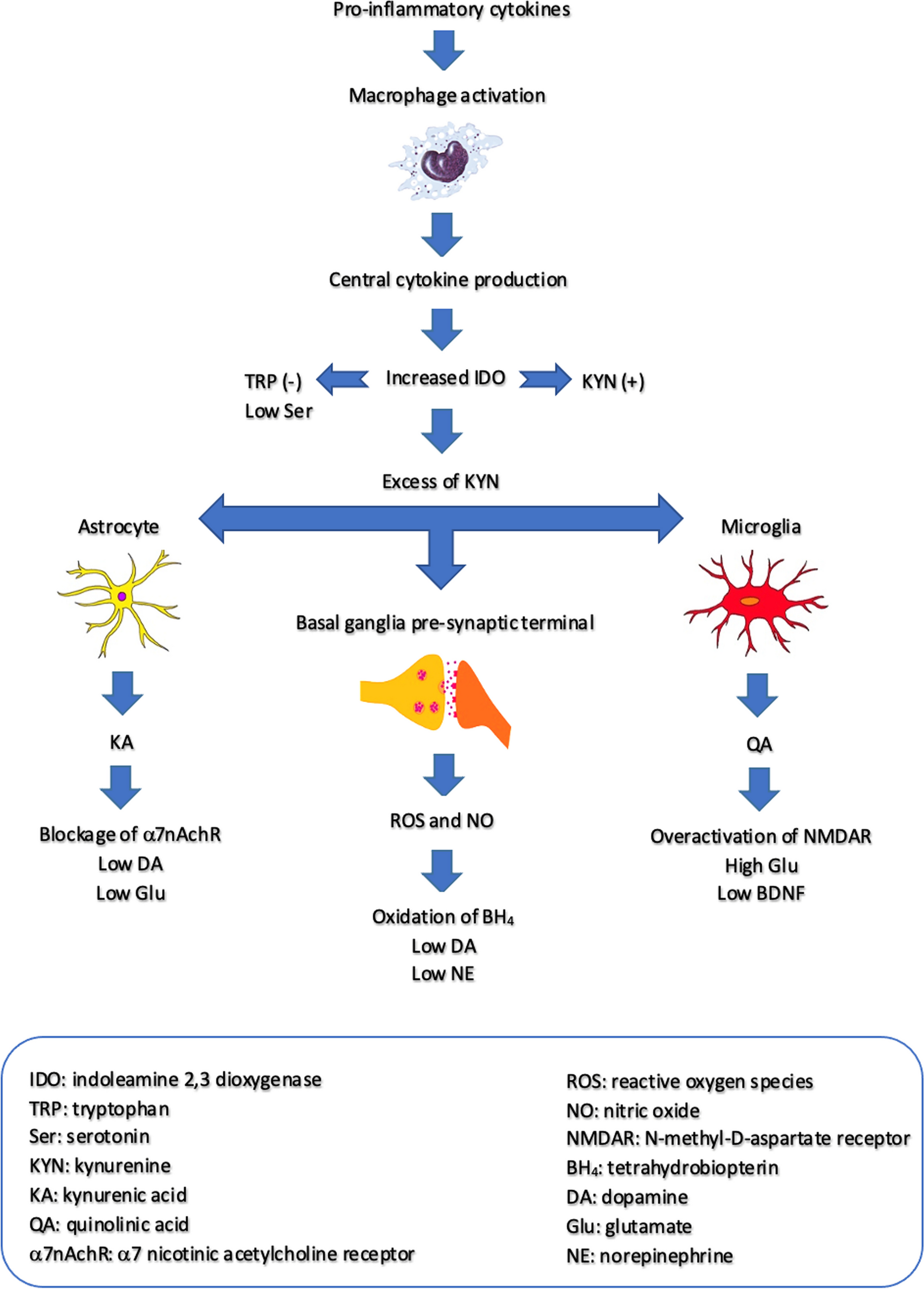 The Role of Inflammation in Depression and Beyond: A Primer for Clinicians