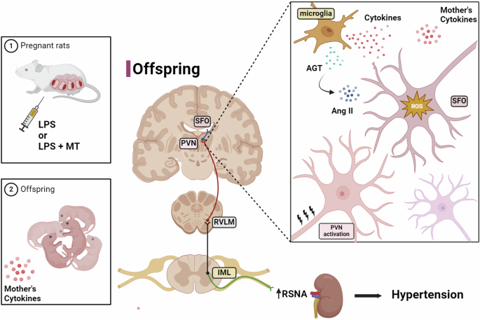 Maternal exposure to LPS results in overactivation of renal sympathetic nerve activity and hypertension in offspring rats