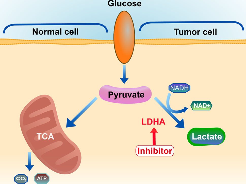 Development of human lactate dehydrogenase a inhibitors: high-throughput screening, molecular dynamics simulation and enzyme activity assay