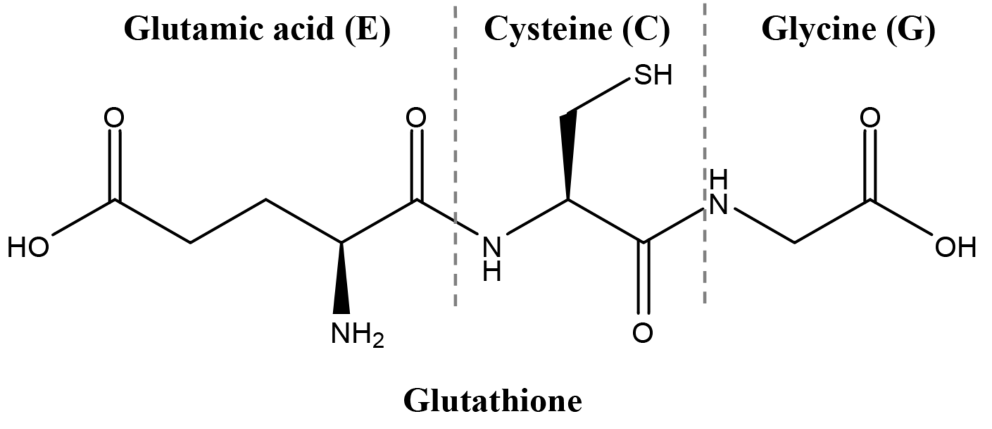 Development of QSARs for cysteine-containing di- and tripeptides with antioxidant activity:influence of the cysteine position