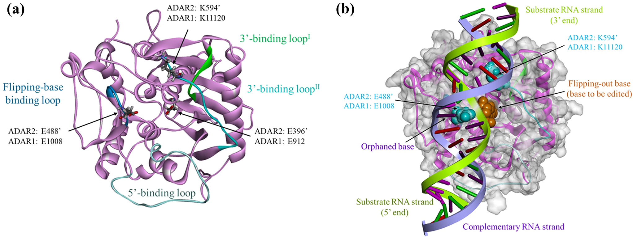 Structural impacts of two disease-linked ADAR1 mutants: a molecular dynamics study