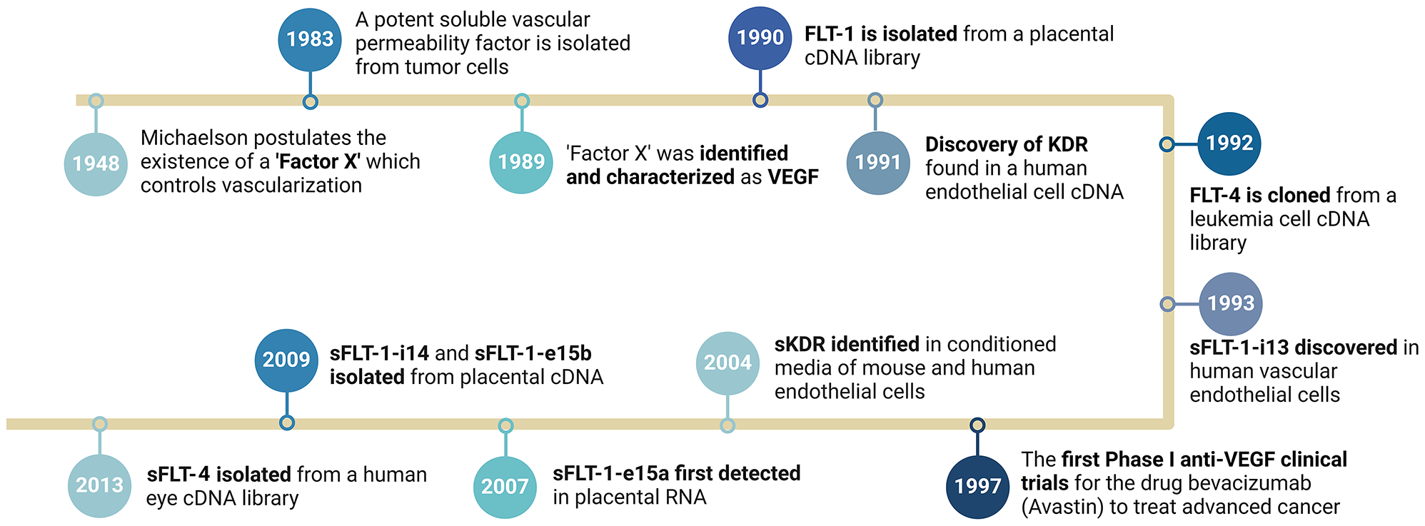 Soluble FLT-1 in angiogenesis: pathophysiological roles and therapeutic implications