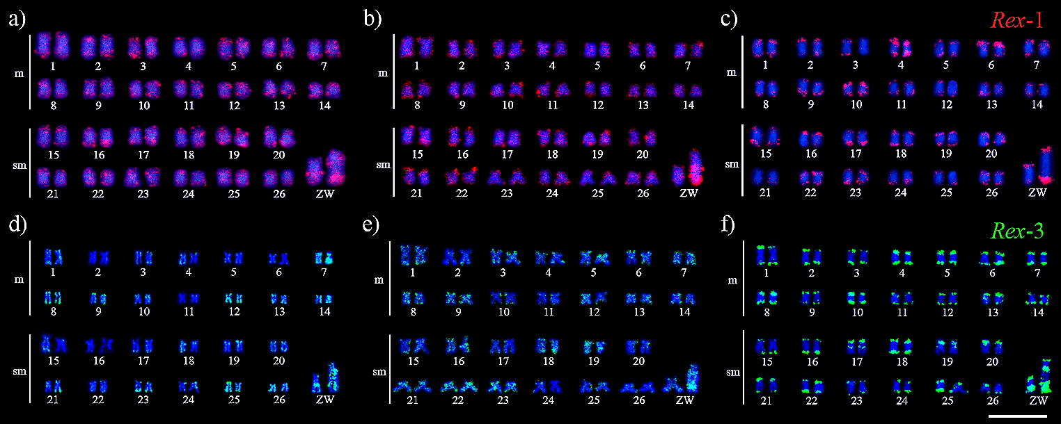 Repetitive DNAs and chromosome evolution in Megaleporinus obtusidens and M. reinhardti (Characiformes: Anostomidae)