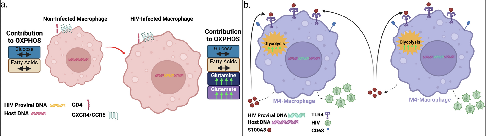 Myeloid Cell Reservoirs: Role in HIV-Host Interplay and Strategies for Myeloid Reservoir Elimination