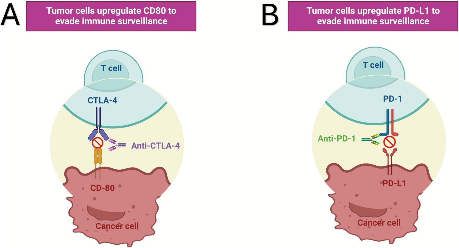 Immuno-related cardio-vascular adverse events associated with immuno-oncological treatments: an under-estimated threat for cancer patients