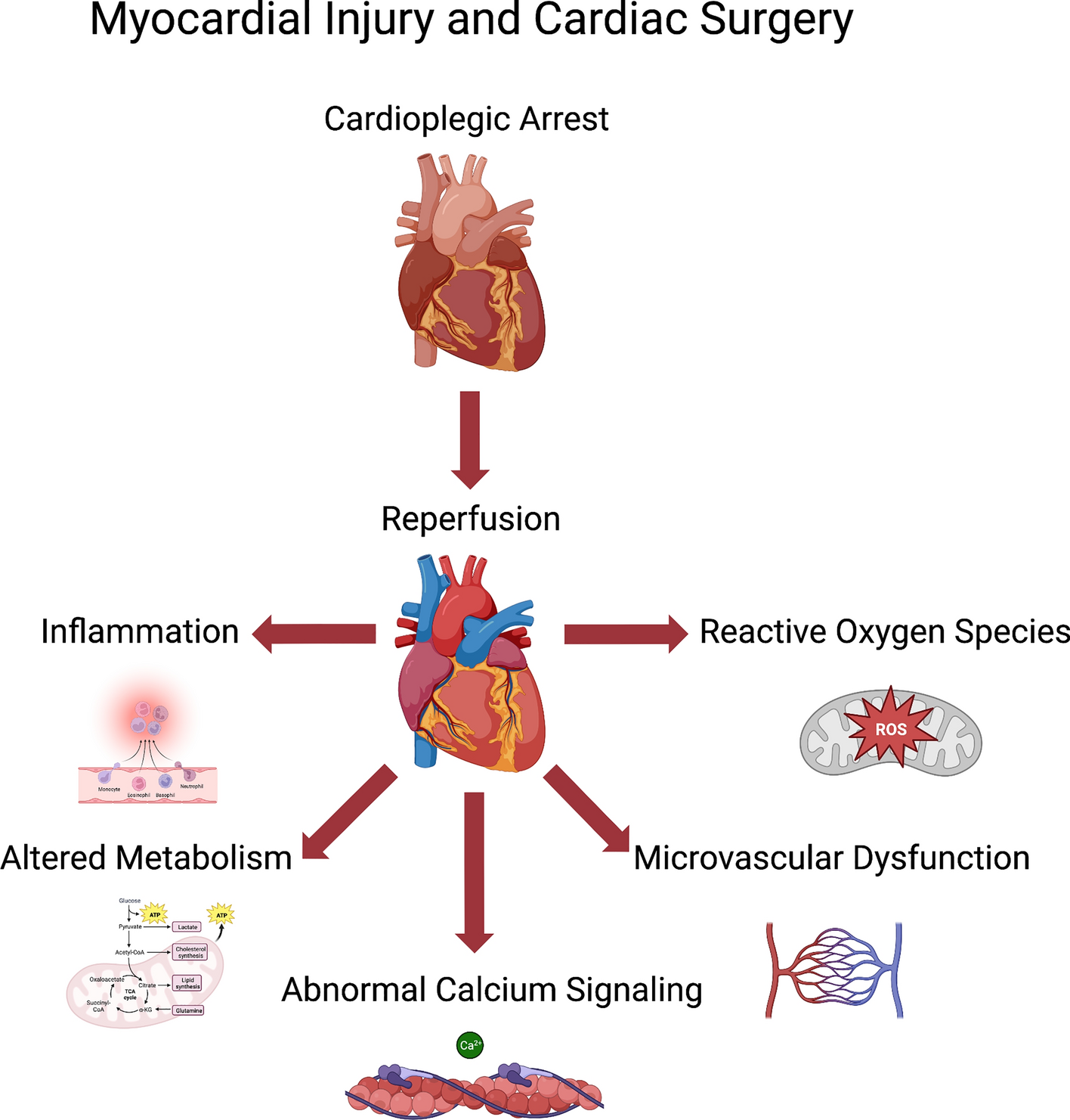 Cardioprotection in cardiovascular surgery