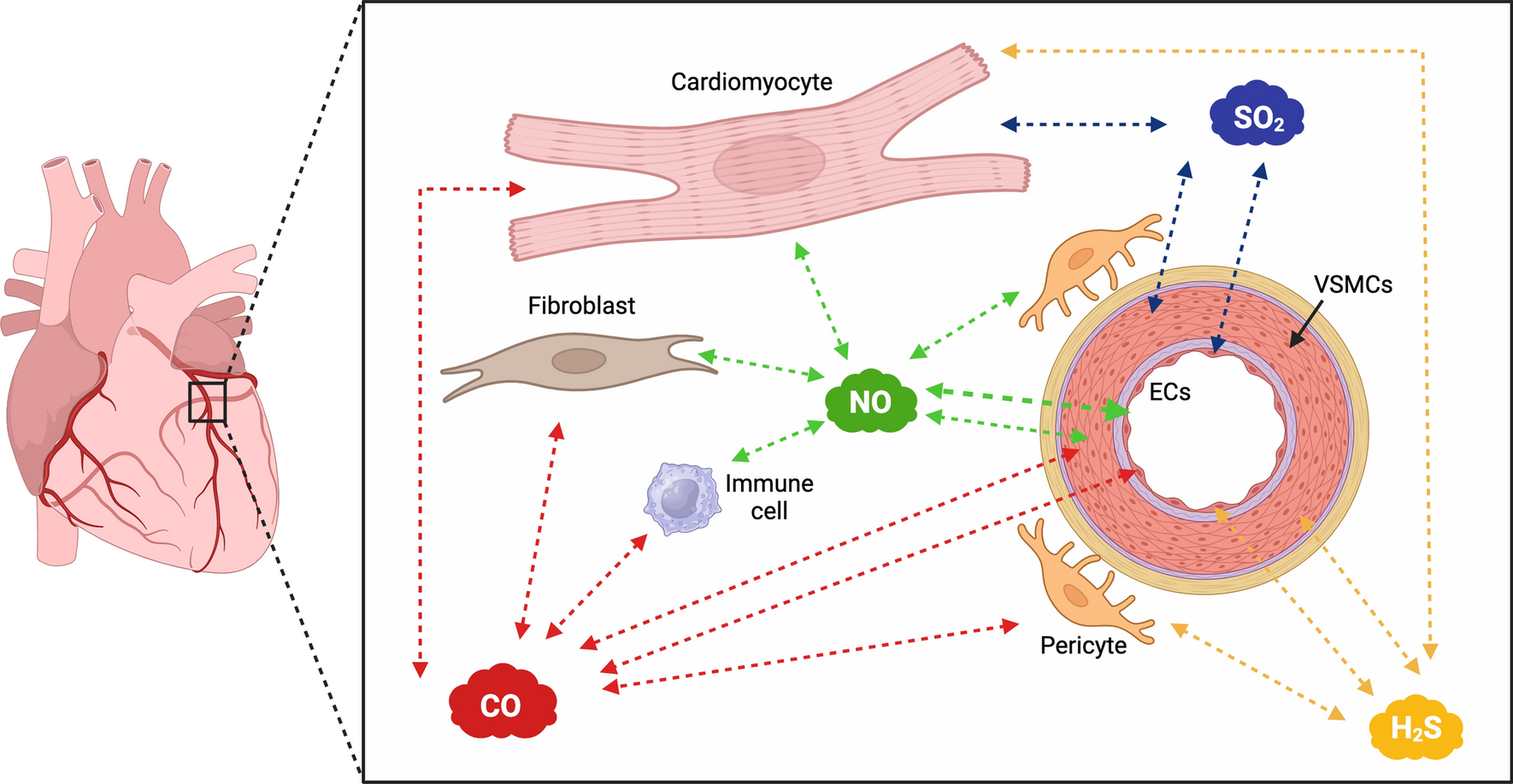 Gasotransmitters and noble gases in cardioprotection: unraveling molecular pathways for future therapeutic strategies