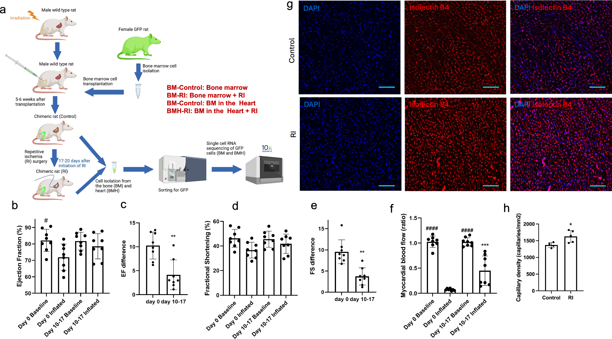 Bone marrow cells contribute to seven different endothelial cell populations in the heart