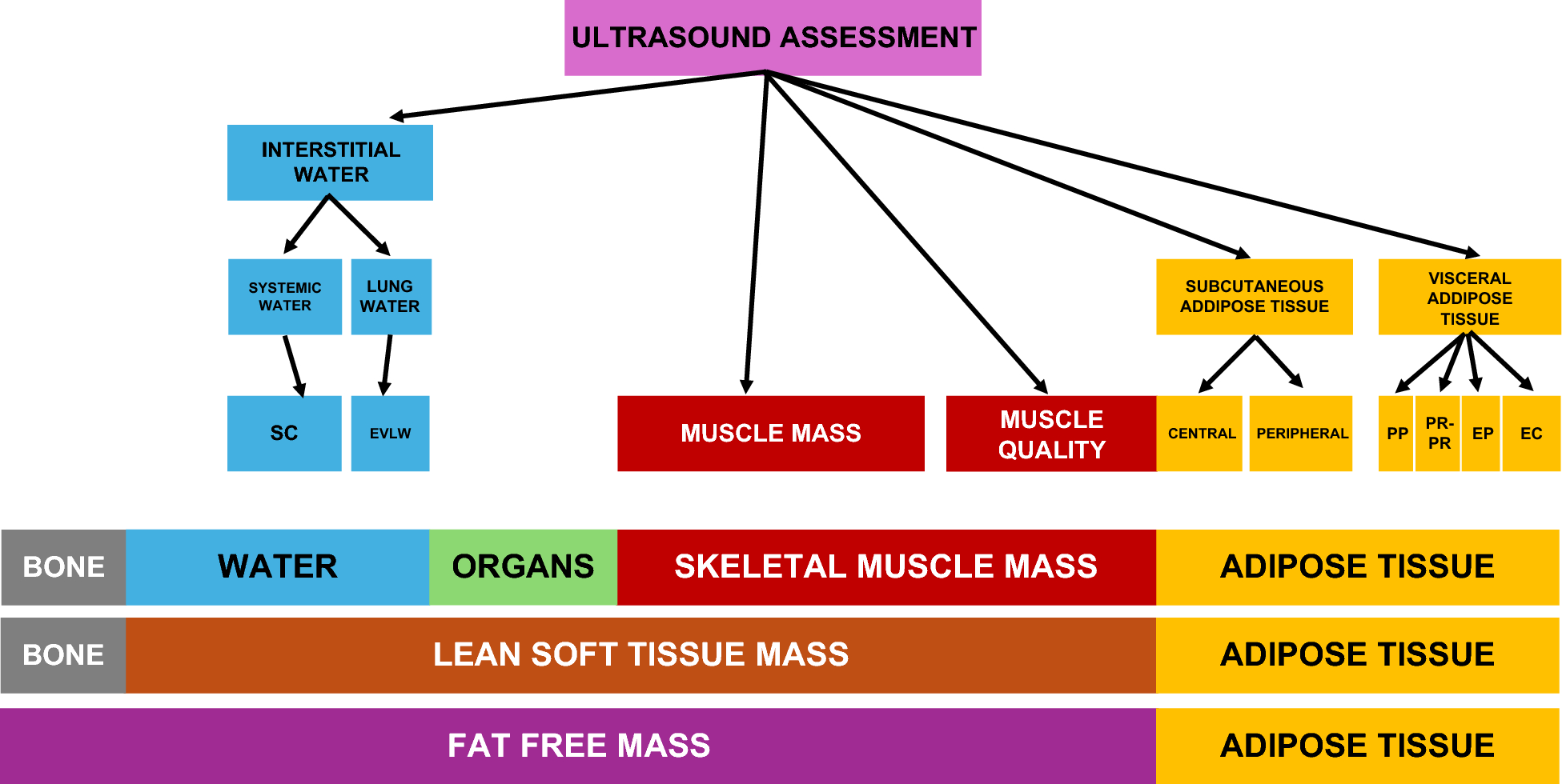 Ultrasound for body composition assessment: a narrative review