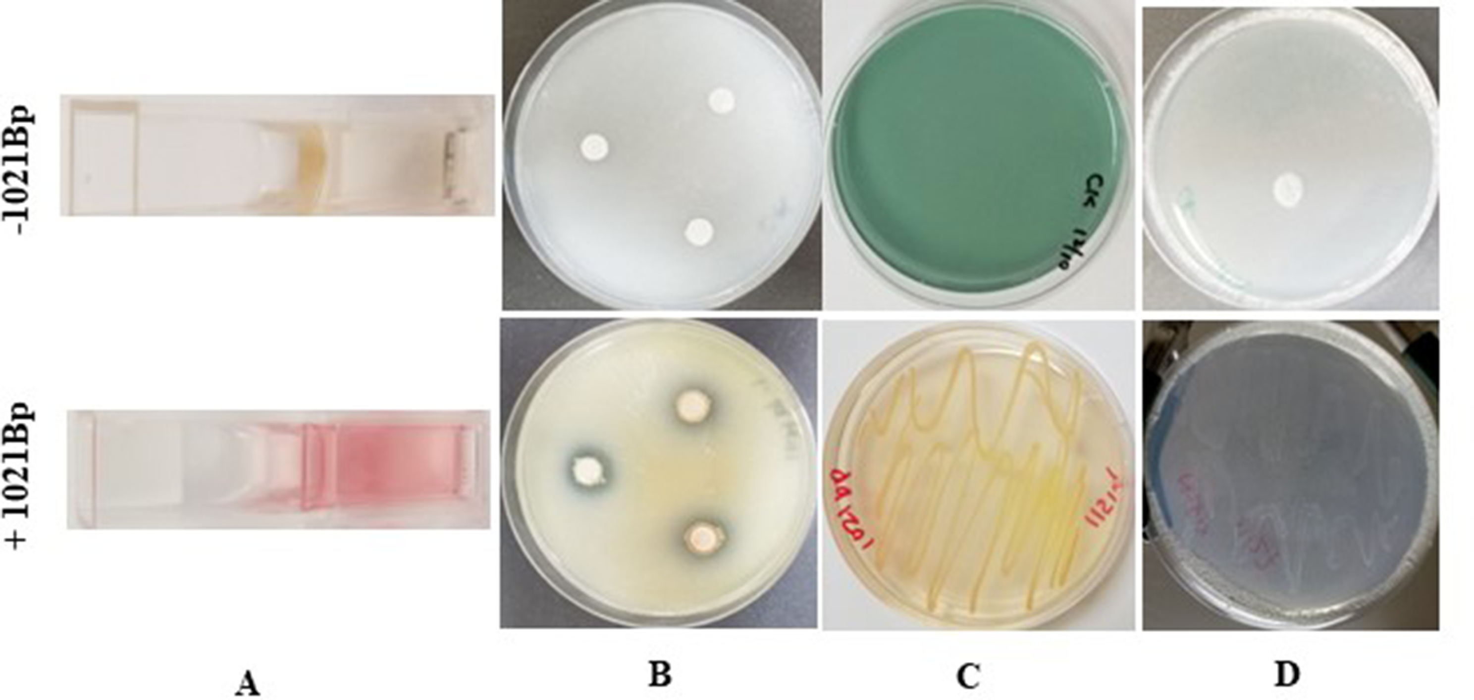 Evaluation of 1021Bp, a close relative of Pseudomonas eucalypticola, for potential of plant growth promotion, fungal pathogen suppression and boxwood blight control