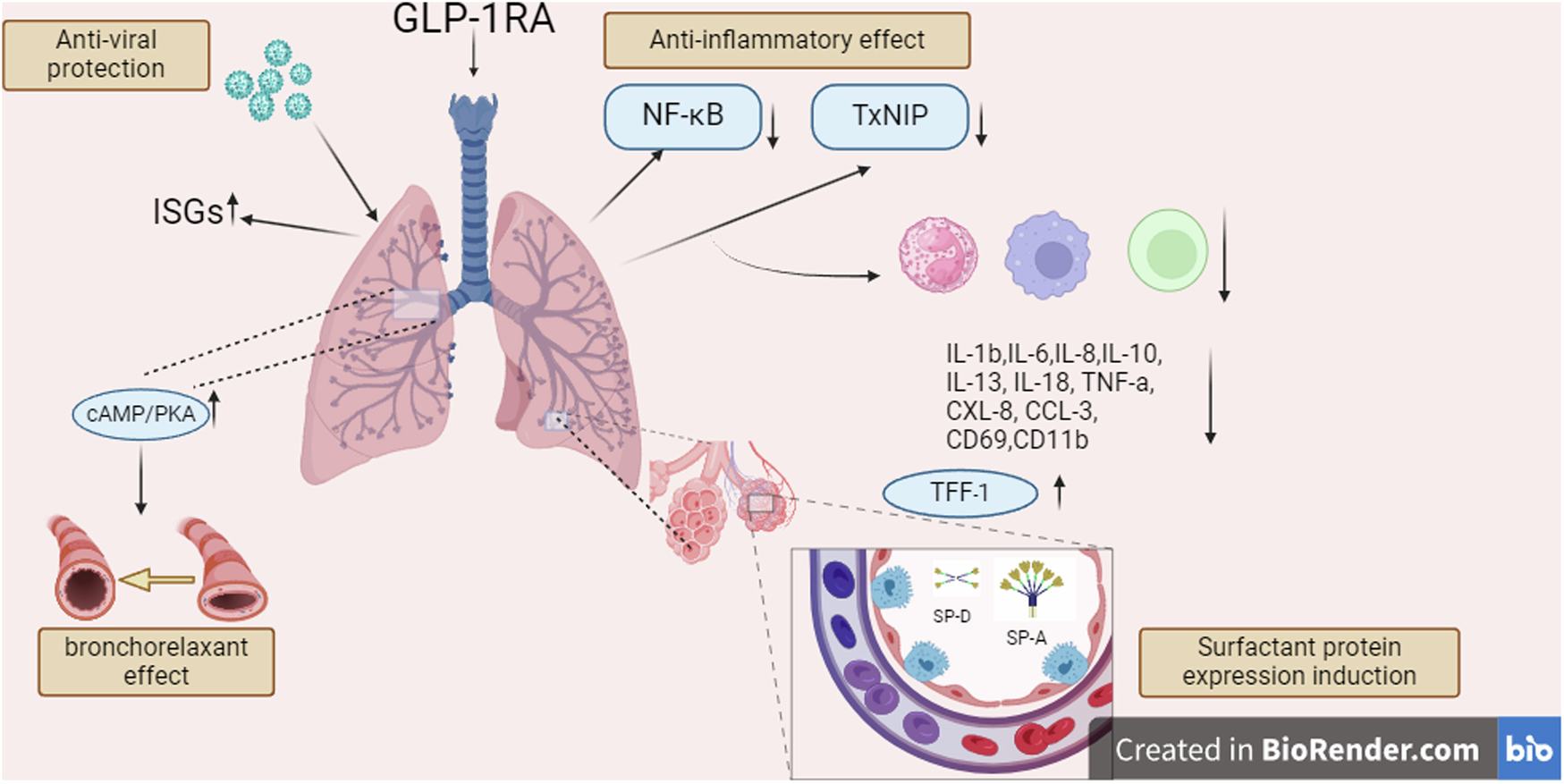 The possible effect of anti-diabetic agents GLP-1RA and SGLT-2i on the respiratory system function