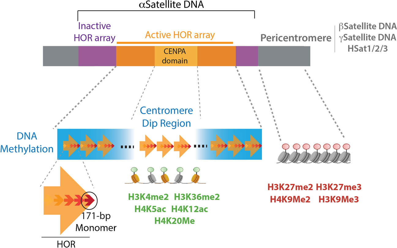 Vertebrate centromere architecture: from chromatin threads to functional structures