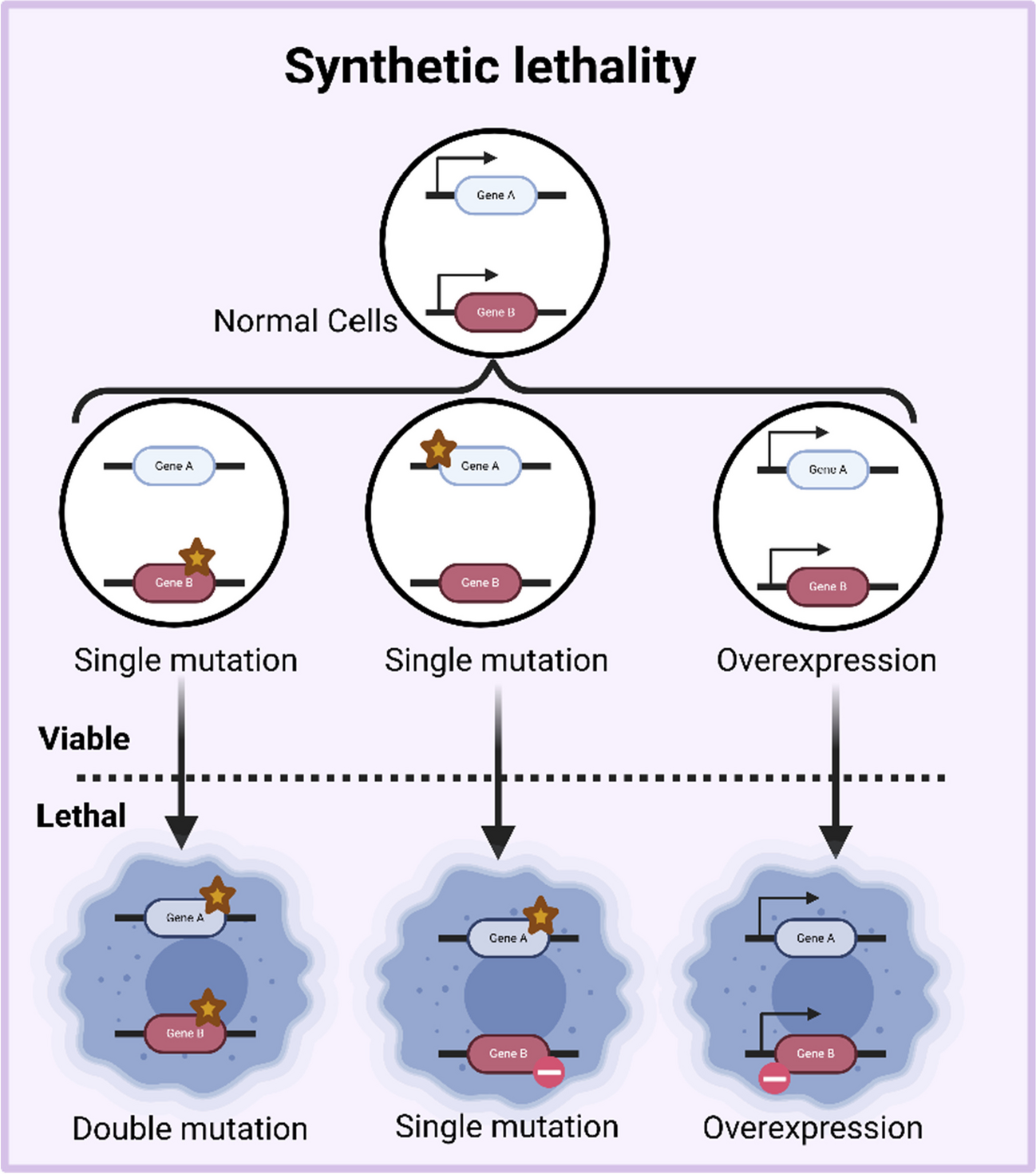 Potential promising of synthetic lethality in cancer research and treatment