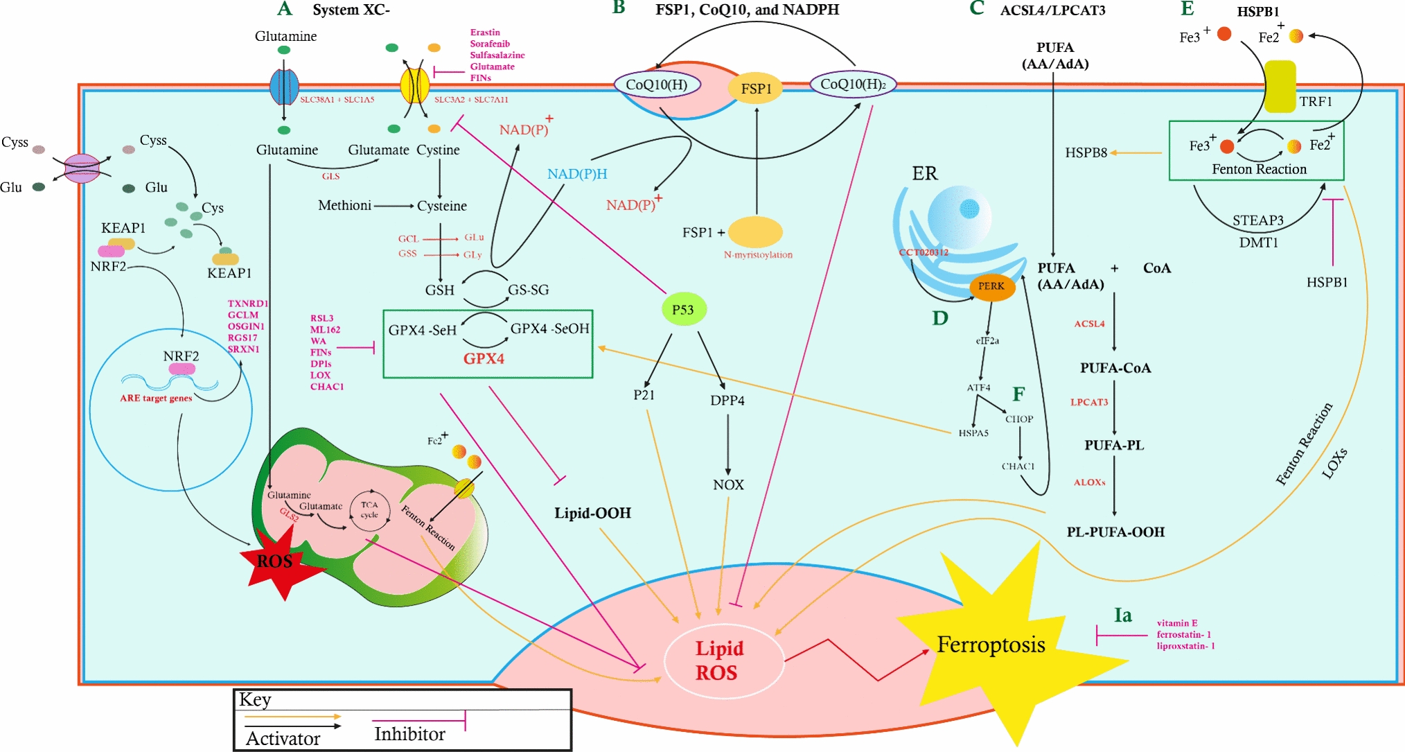 Ferroptosis as a promising targeted therapy for triple negative breast cancer