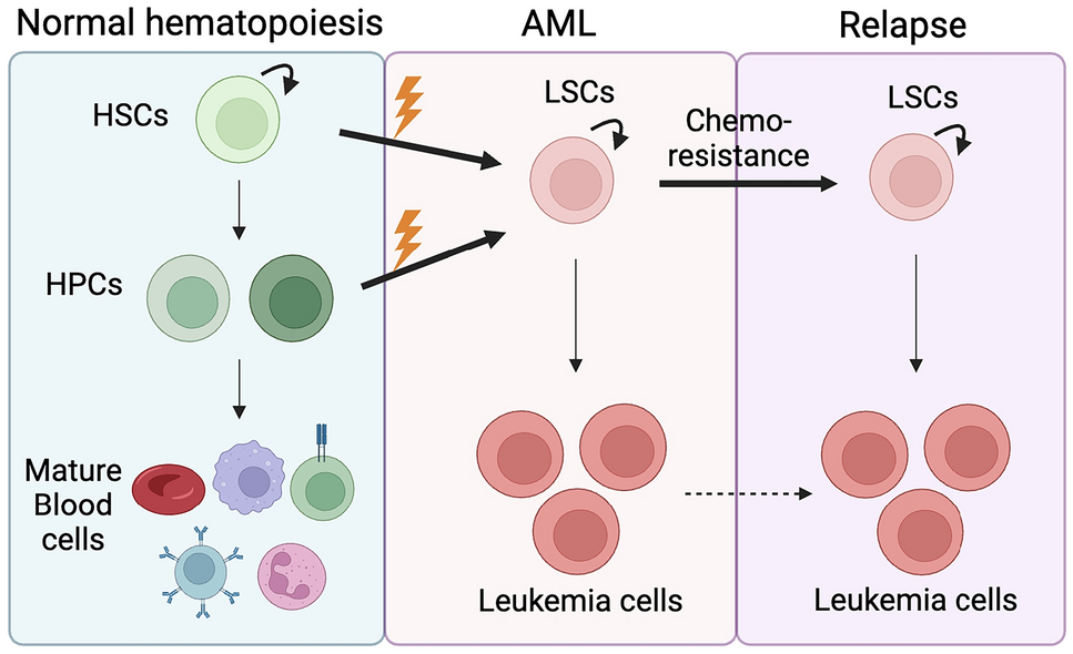 Metabolic dependencies of acute myeloid leukemia stem cells