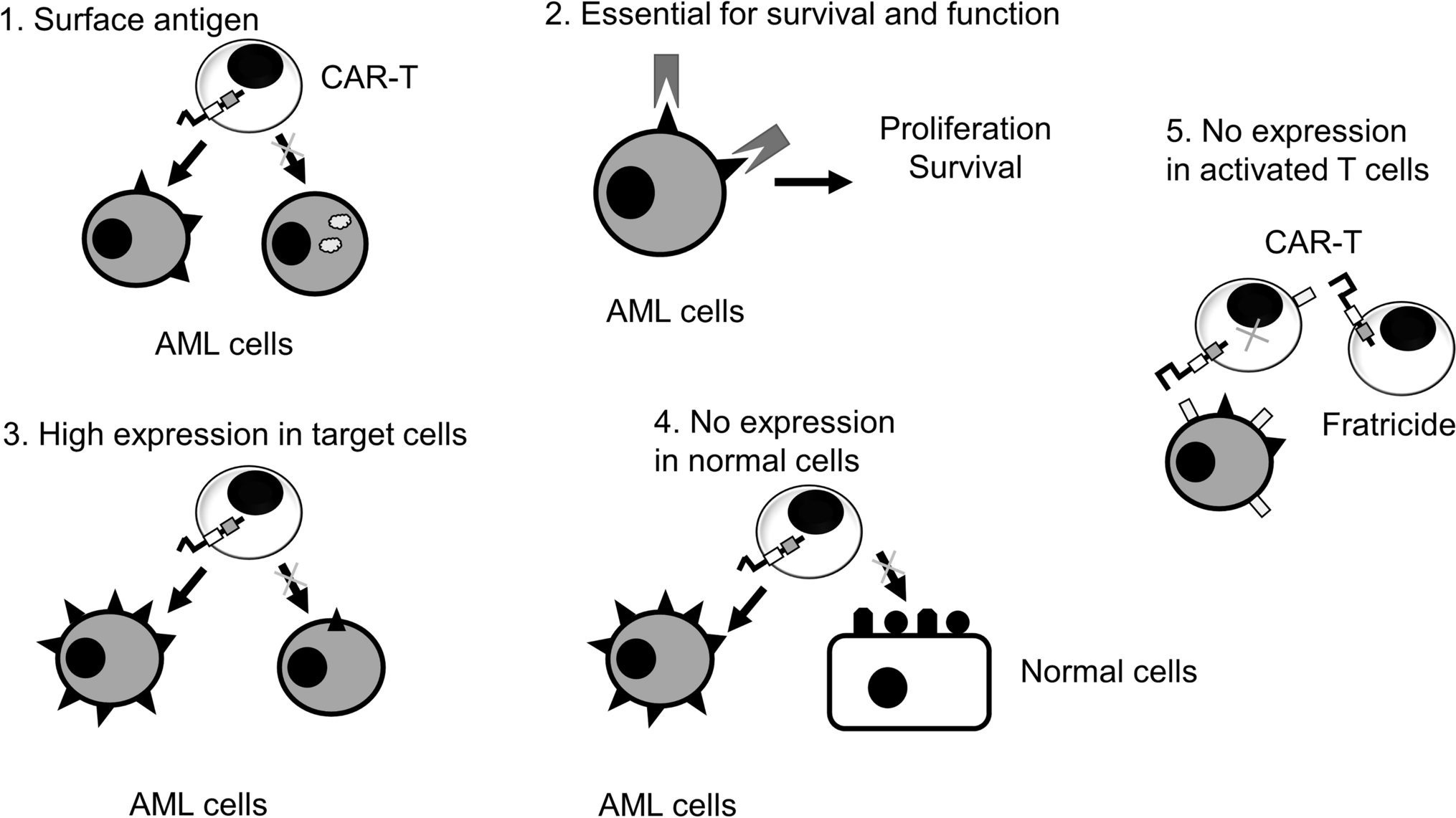 CAR-T cell therapy in AML: recent progress and future perspectives