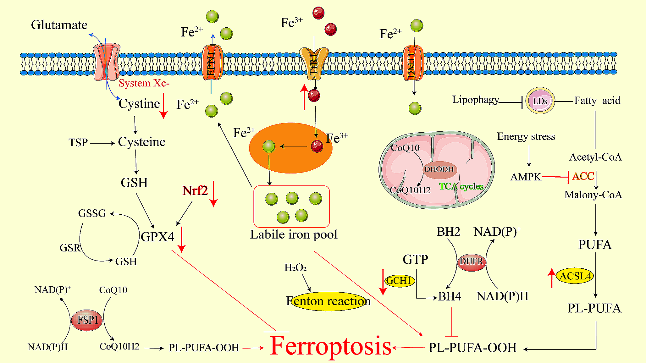 The Role of Ferroptosis in Amyotrophic Lateral Sclerosis Treatment