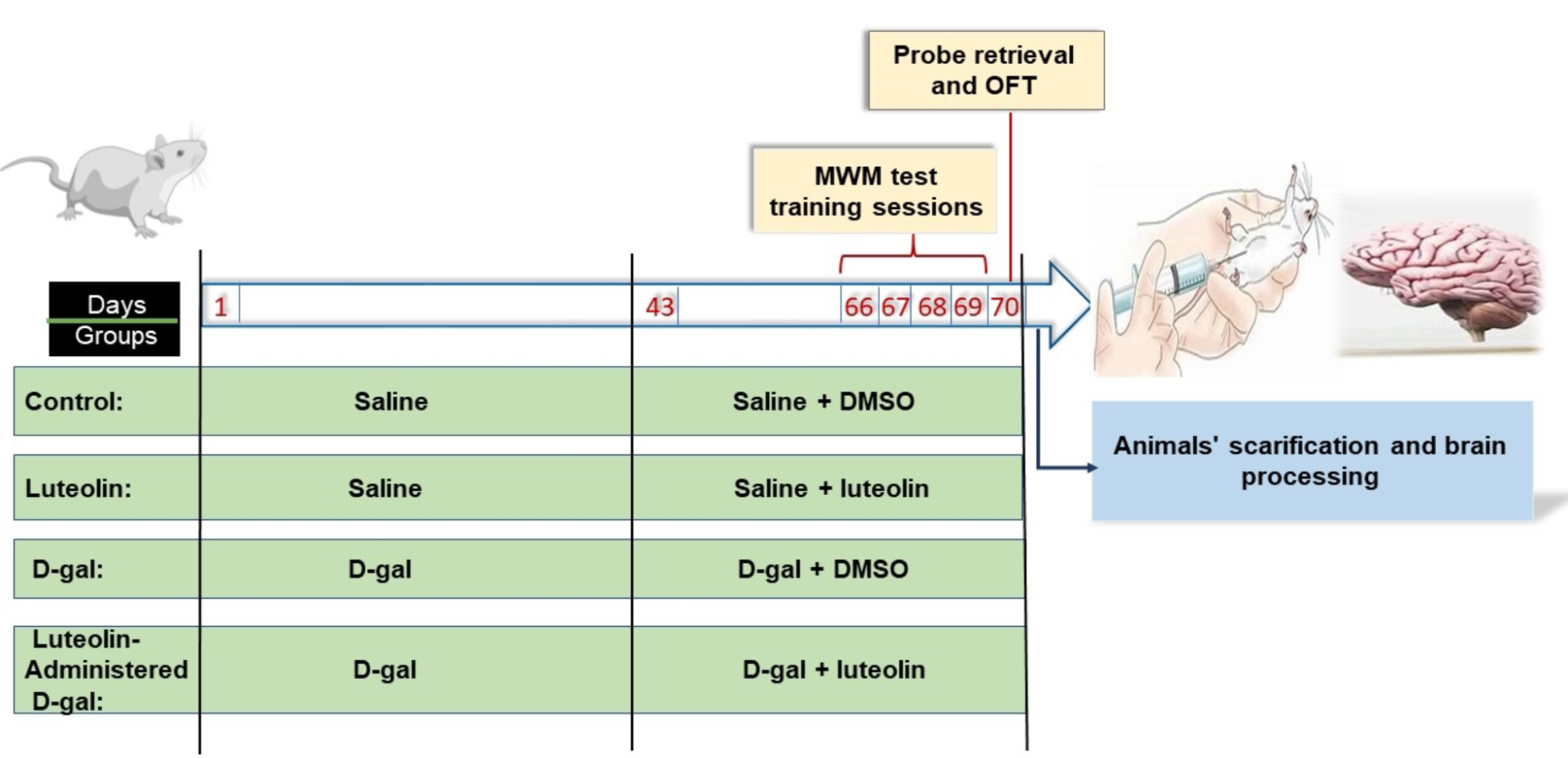 Luteolin Mitigates D-Galactose-Induced Brain Ageing in Rats: SIRT1-Mediated Neuroprotection