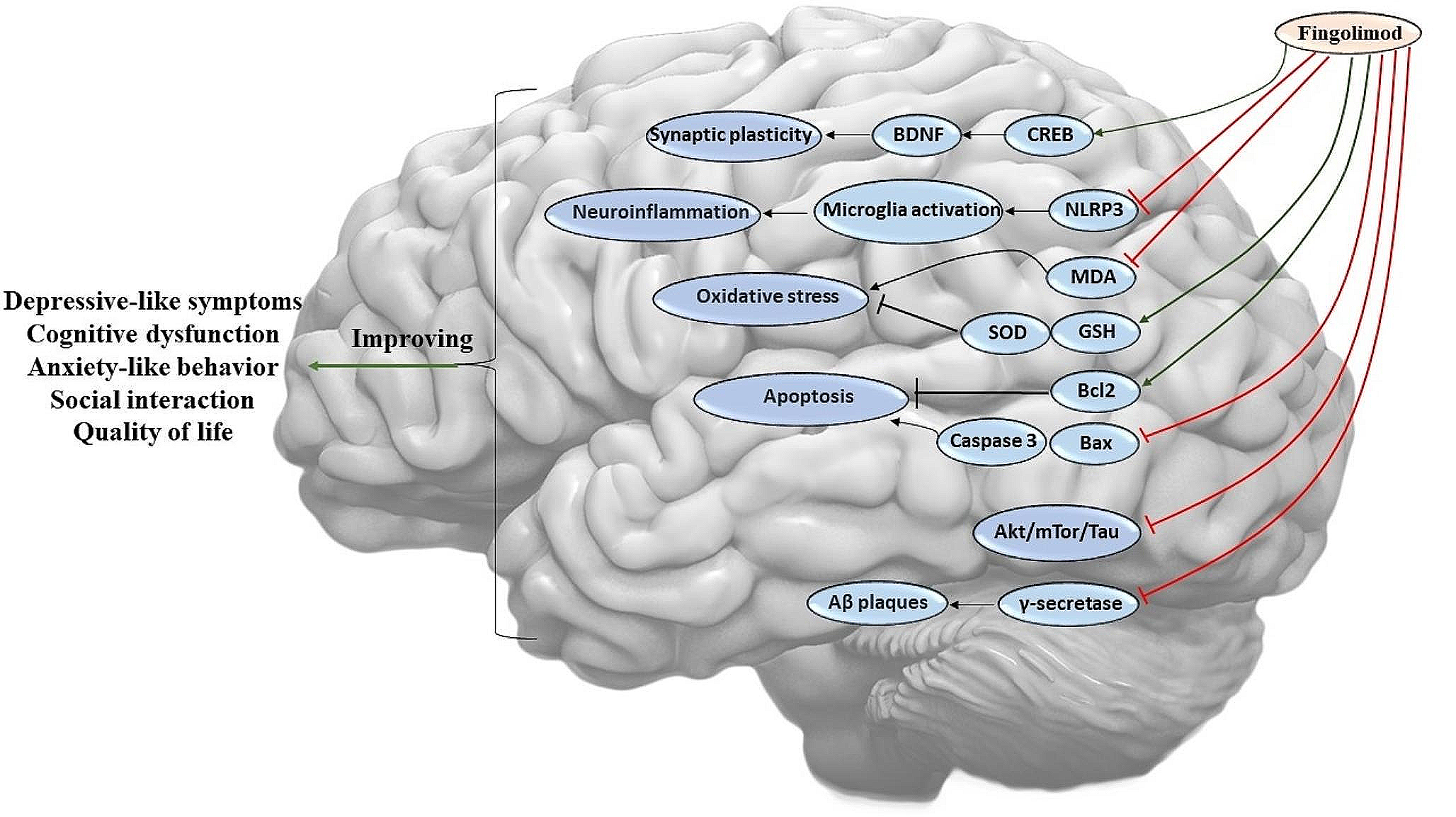 Therapeutic Potential of Fingolimod on Psychological Symptoms and Cognitive Function in Neuropsychiatric and Neurological Disorders