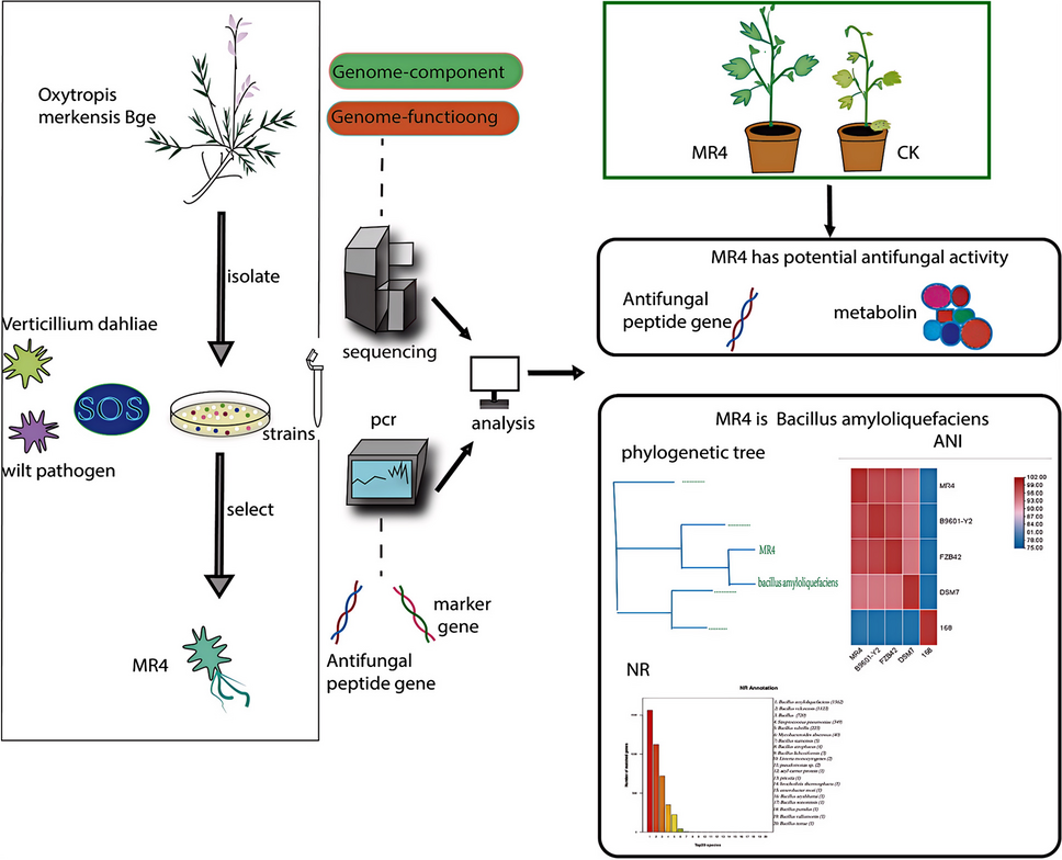 Comparative genome analysis of endophytic Bacillus amyloliquefaciens MR4: a potential biocontrol agent isolated from wild medicinal plant root tissue