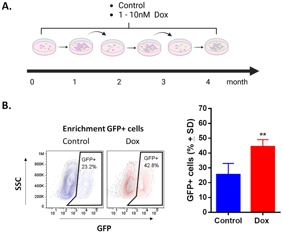 Continuous exposure to doxorubicin induces stem cell-like characteristics and plasticity in MDA-MB-231 breast cancer cells identified with the SORE6 reporter