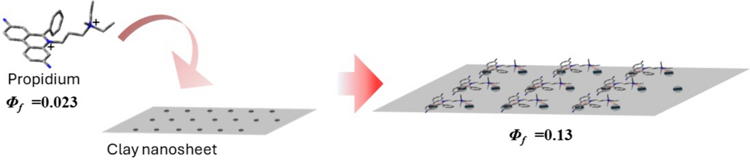 Effect of remotely connected trialkyl ammonium groups on the dye molecules in the photochemical behavior on the clay nanosheet