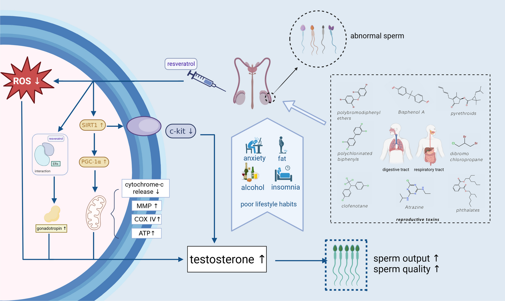 Resveratrol: potential application in safeguarding testicular health