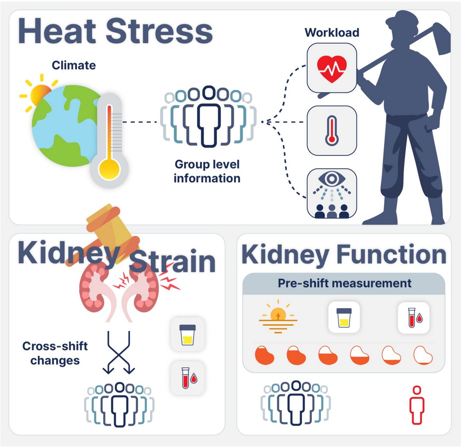 The work–recovery cycle of kidney strain and inflammation in sugarcane workers following repeat heat exposure at work and at home