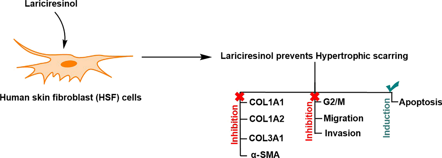 Lariciresinol Induces Apoptosis and Inhibits Migration-Invasion of Patient-Derived Hypertrophic Scar Fibroblasts via Preventing Accumulation of Collagen