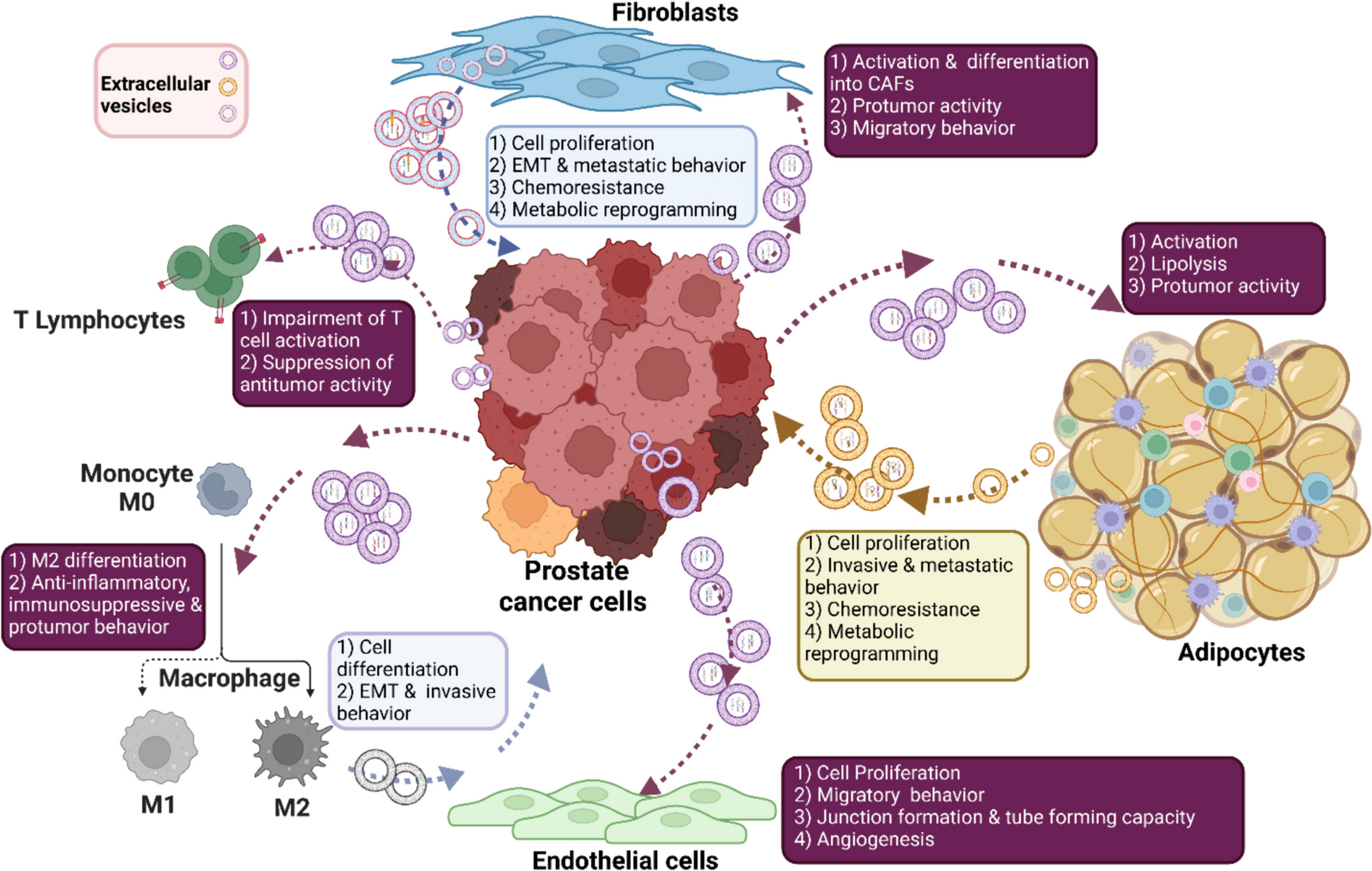 The biological function of extracellular vesicles in prostate cancer and their clinical application as diagnostic and prognostic biomarkers