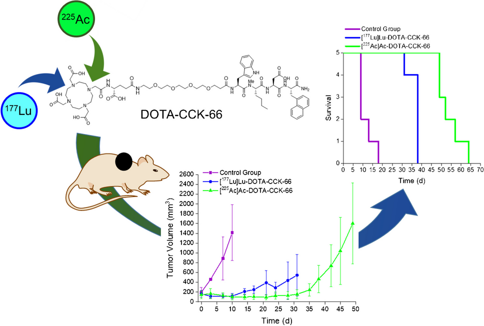 Preclinical evaluation of 225Ac-labeled minigastrin analog DOTA-CCK-66 for Targeted Alpha Therapy