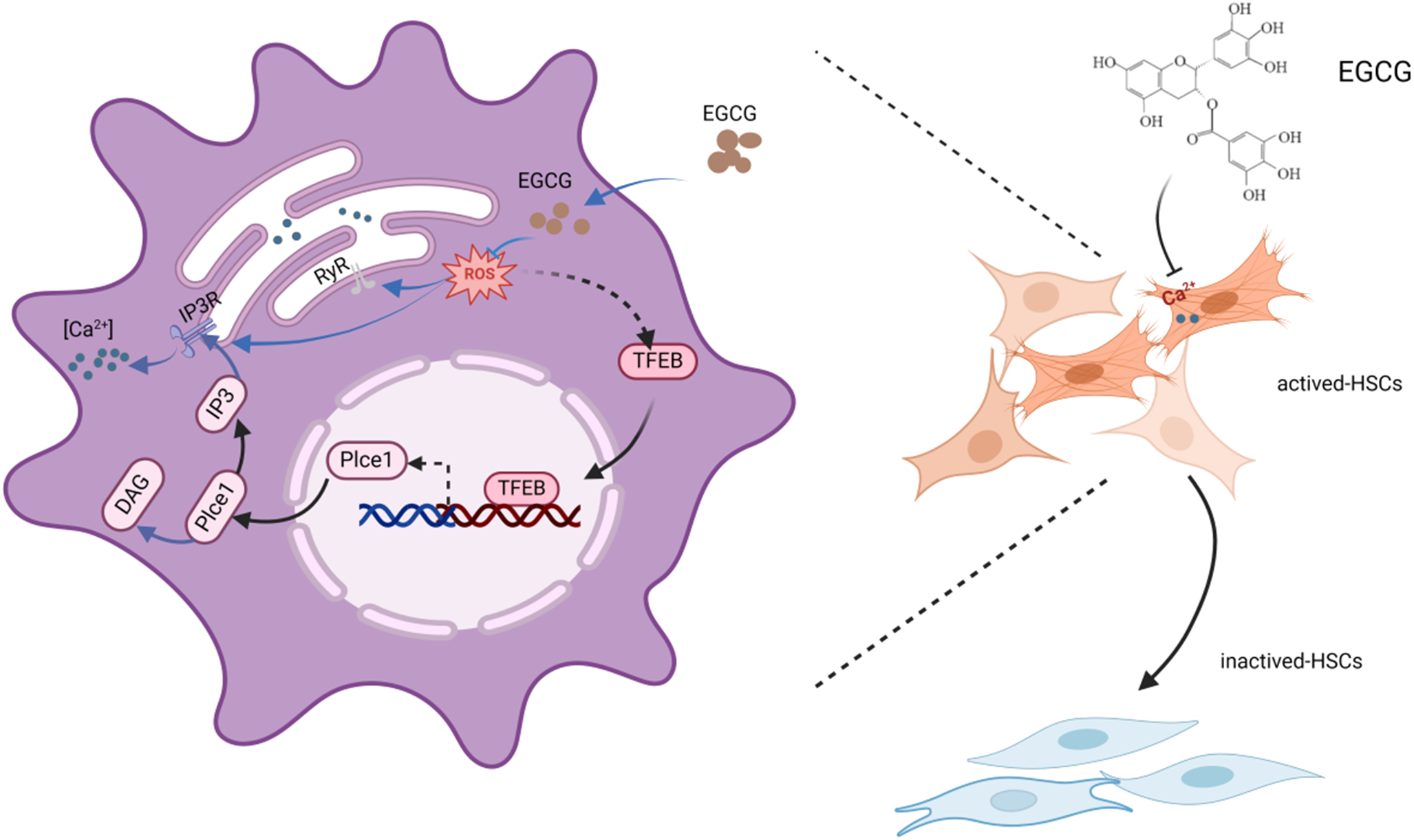 EGCG suppressed activation of hepatic stellate cells by regulating the PLCE1/IP3/Ca2+ pathway