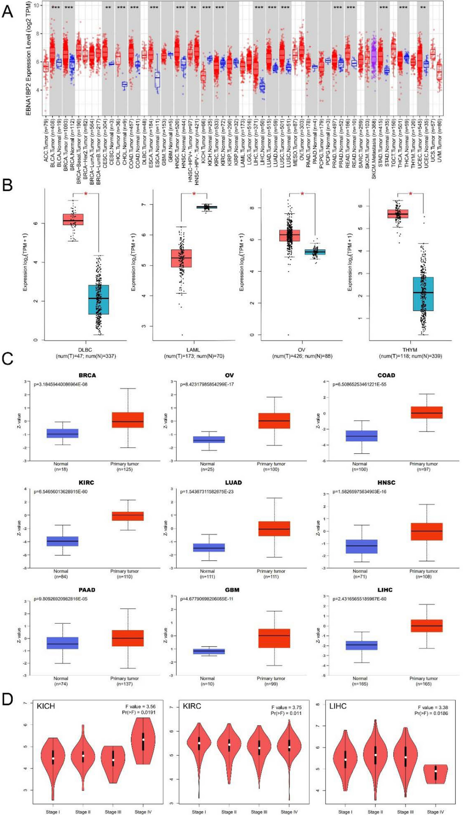 EBNA1BP2 identified as potential prognostic biomarker for multiple tumor types in pan-cancer analysis