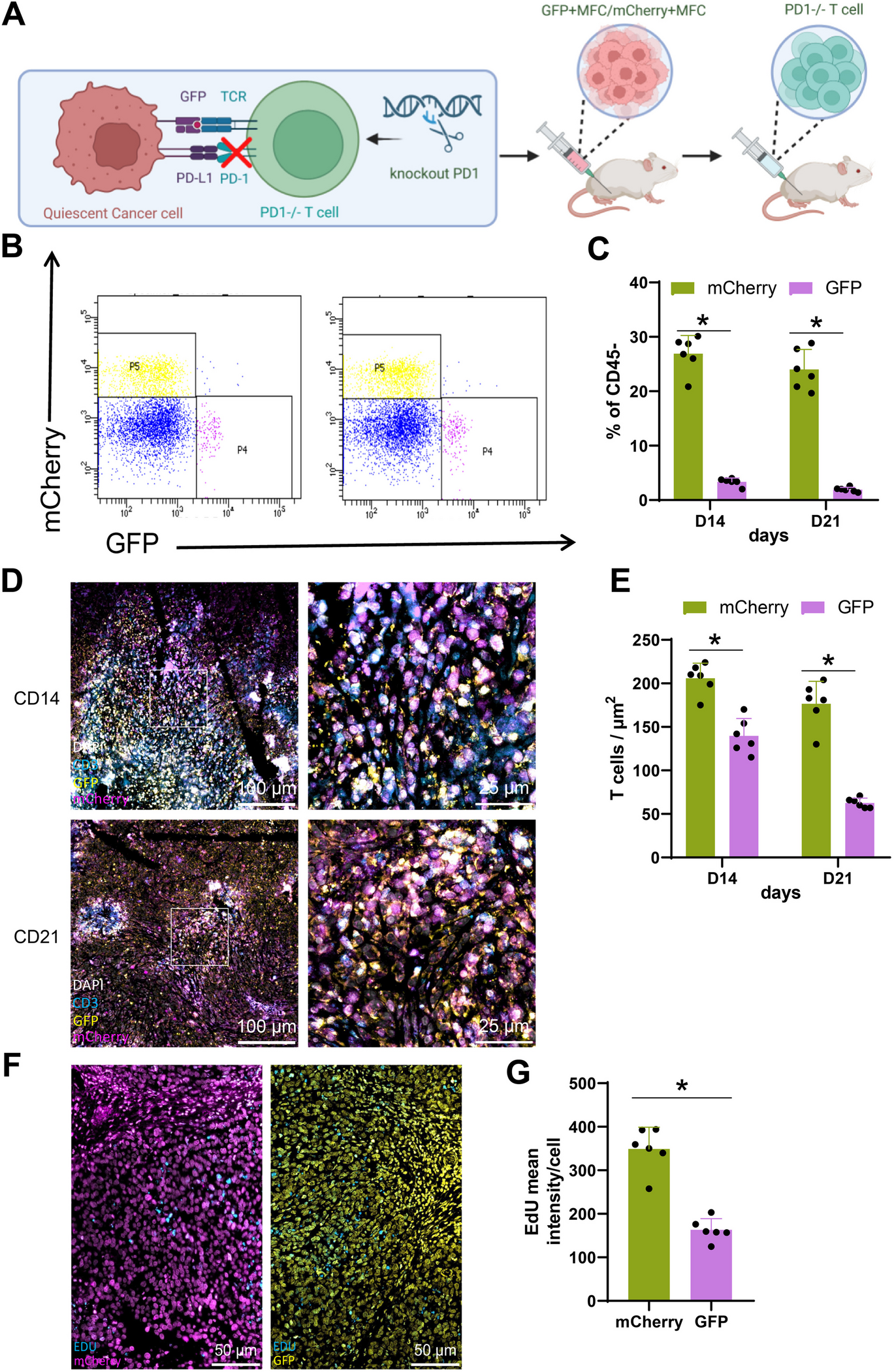 Mechanisms of HIF1A-mediated immune evasion in gastric cancer and the impact on therapy resistance