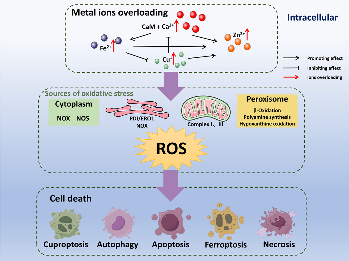 Metal ions overloading and cell death