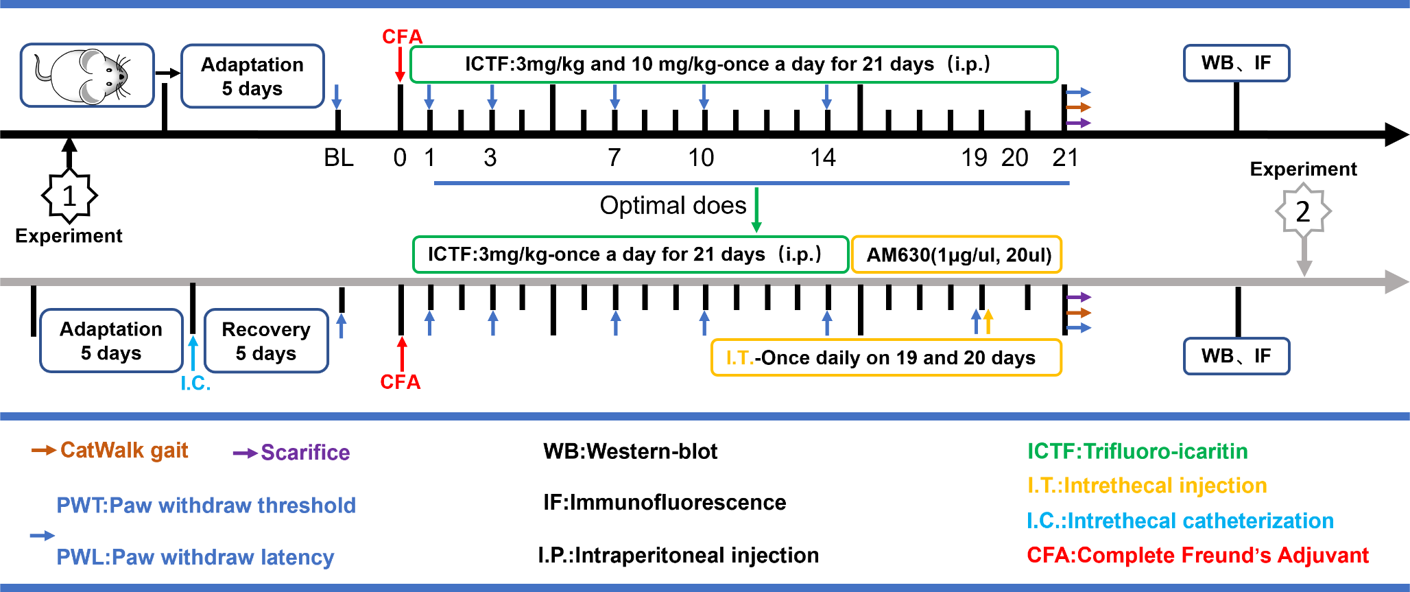 Trifluoro-Icaritin Ameliorates Neuroinflammation Against Complete Freund’s Adjuvant-Induced Microglial Activation by Improving CB2 Receptor-Mediated IL-10/β-endorphin Signaling in the Spinal Cord of Rats