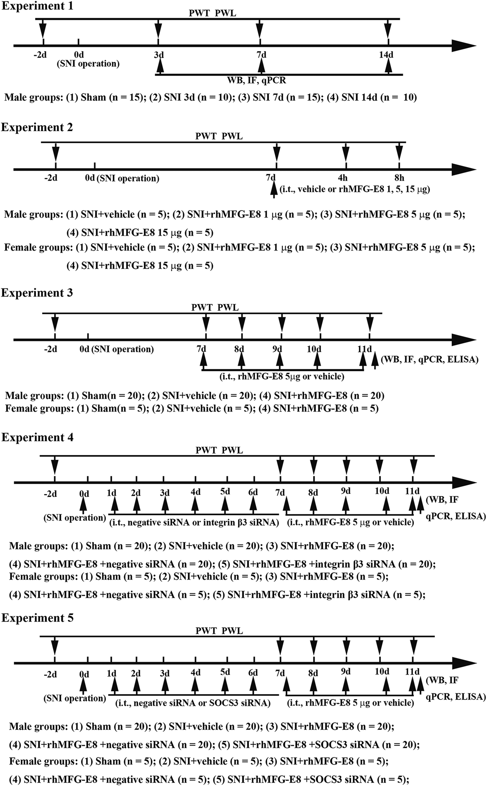 MFG-E8 Ameliorates Nerve Injury-Induced Neuropathic Pain by Regulating Microglial Polarization and Neuroinflammation via Integrin β3/SOCS3/STAT3 Pathway in Mice