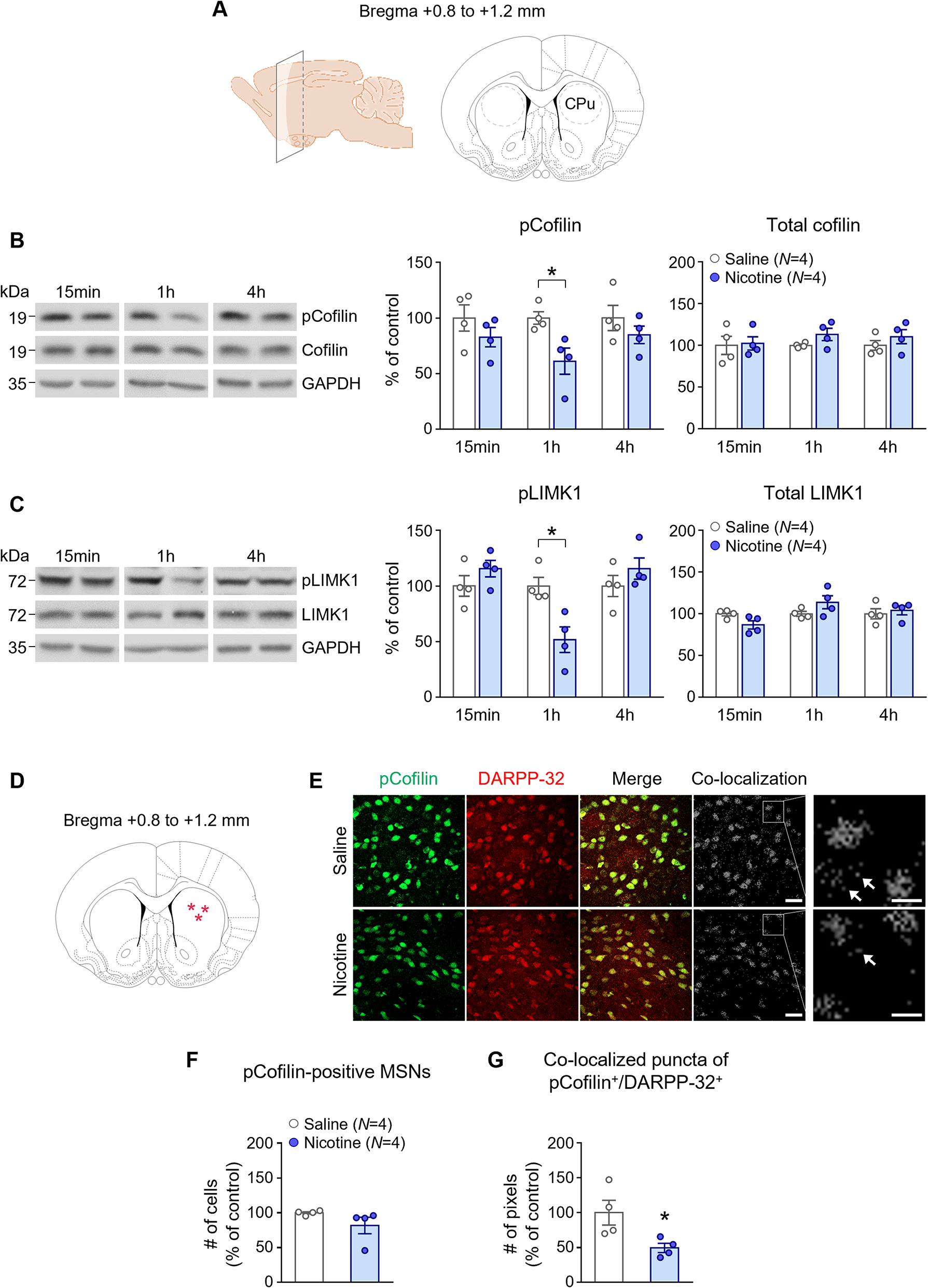 Cofilin linked to GluN2B subunits of NMDA receptors is required for behavioral sensitization by changing the dendritic spines of neurons in the caudate and putamen after repeated nicotine exposure