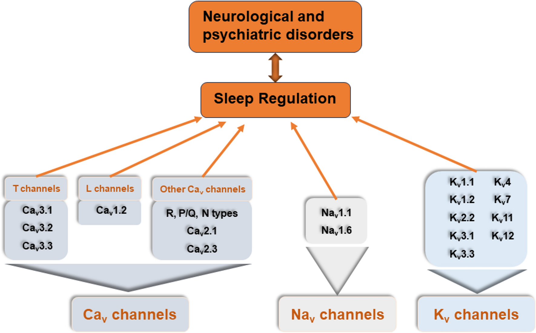 Voltage Gated Ion Channels and Sleep