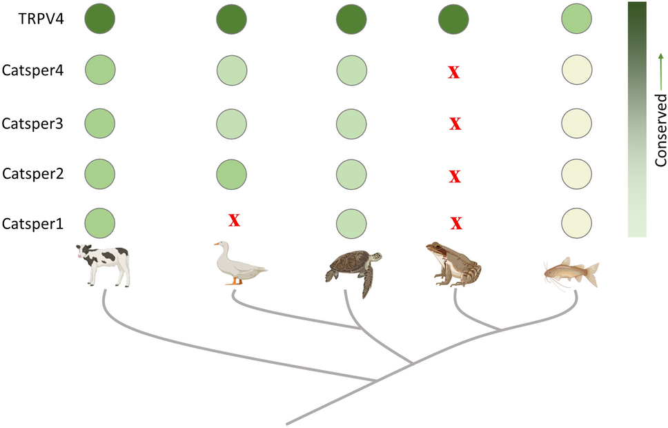 Sperm-Specific CatSper is Not Conserved in All Vertebrates and May Not be the Only Progesterone-Responsive Ion Channel Present in Sperm