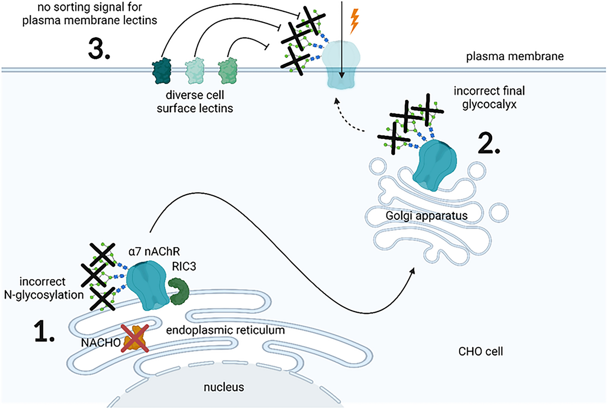 N-Glycosylation Deficiency in Transgene α7 nAChR and RIC3 Expressing CHO Cells Without NACHO