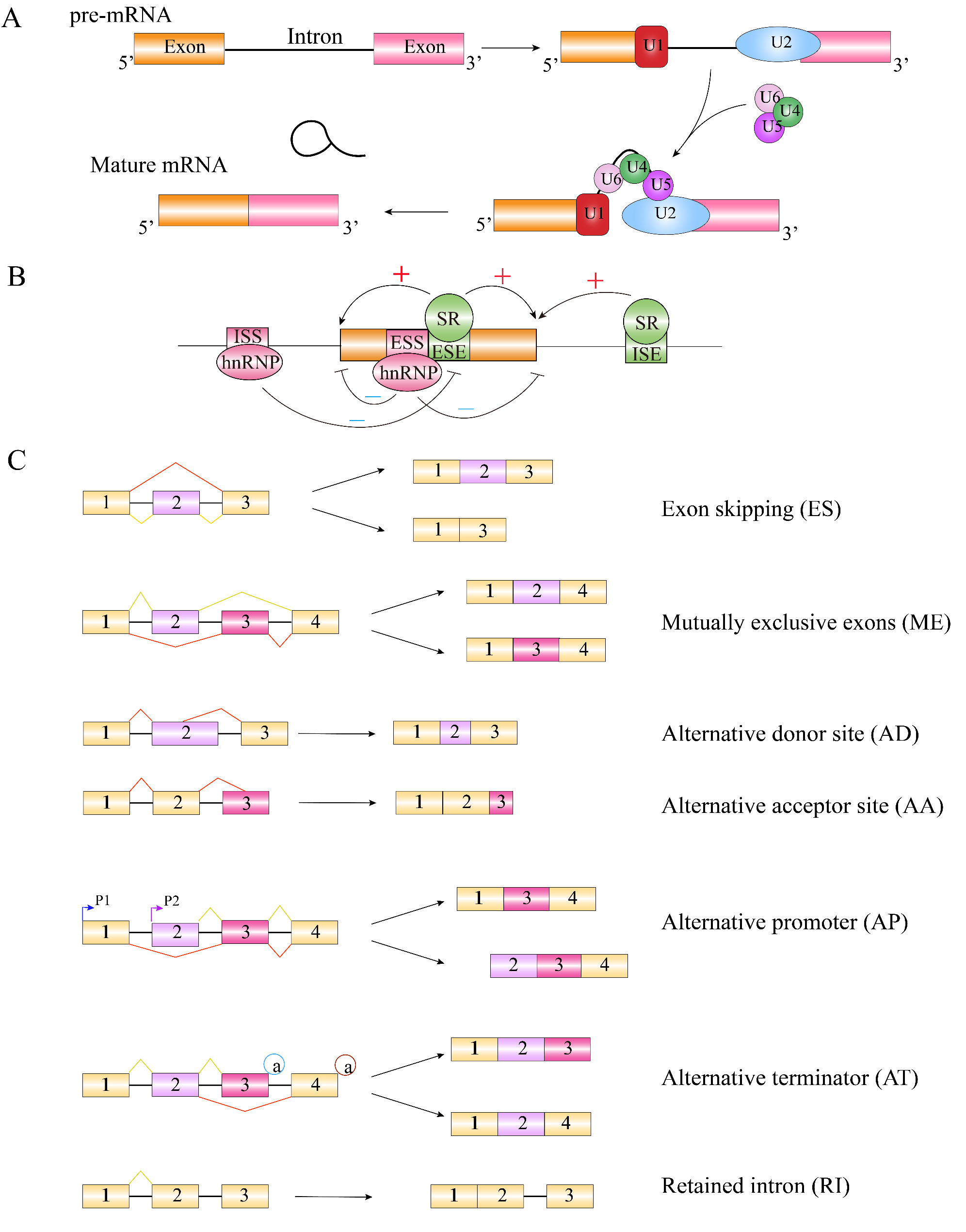 Alternative splicing in ovarian cancer