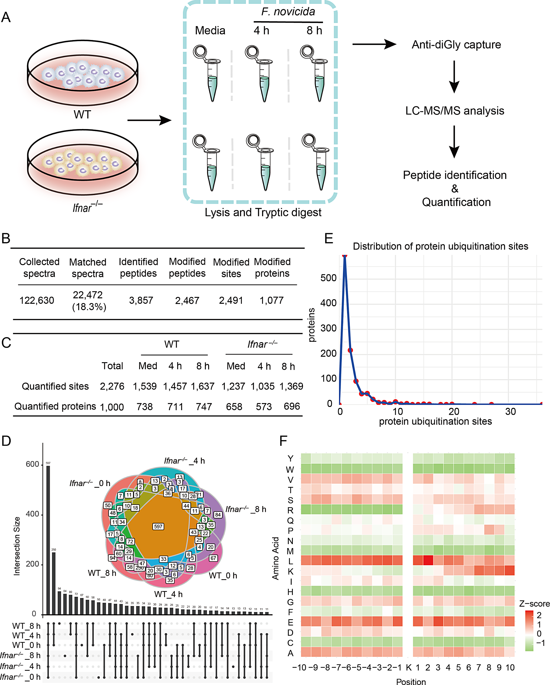 Insights into ubiquitinome dynamics in the host‒pathogen interplay during Francisella novicida infection