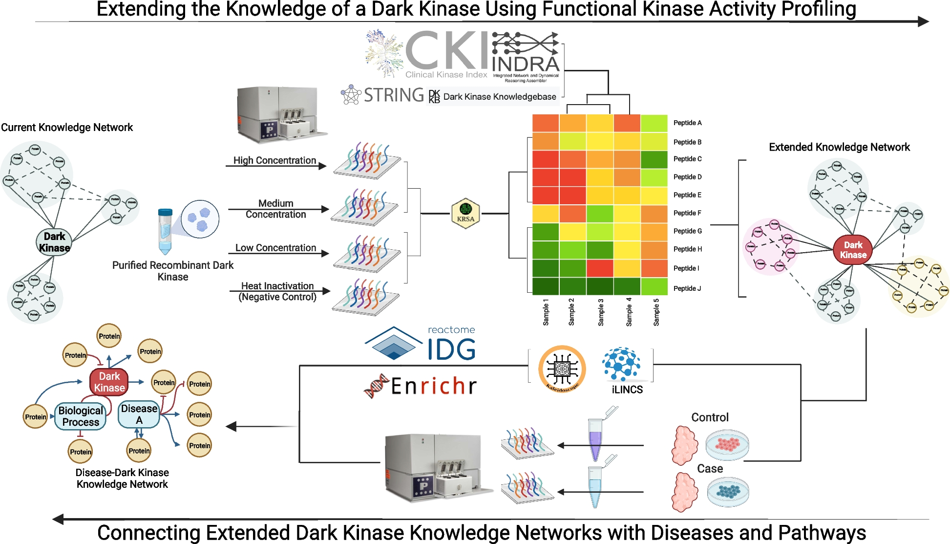 Illuminating the dark kinome: utilizing multiplex peptide activity arrays to functionally annotate understudied kinases