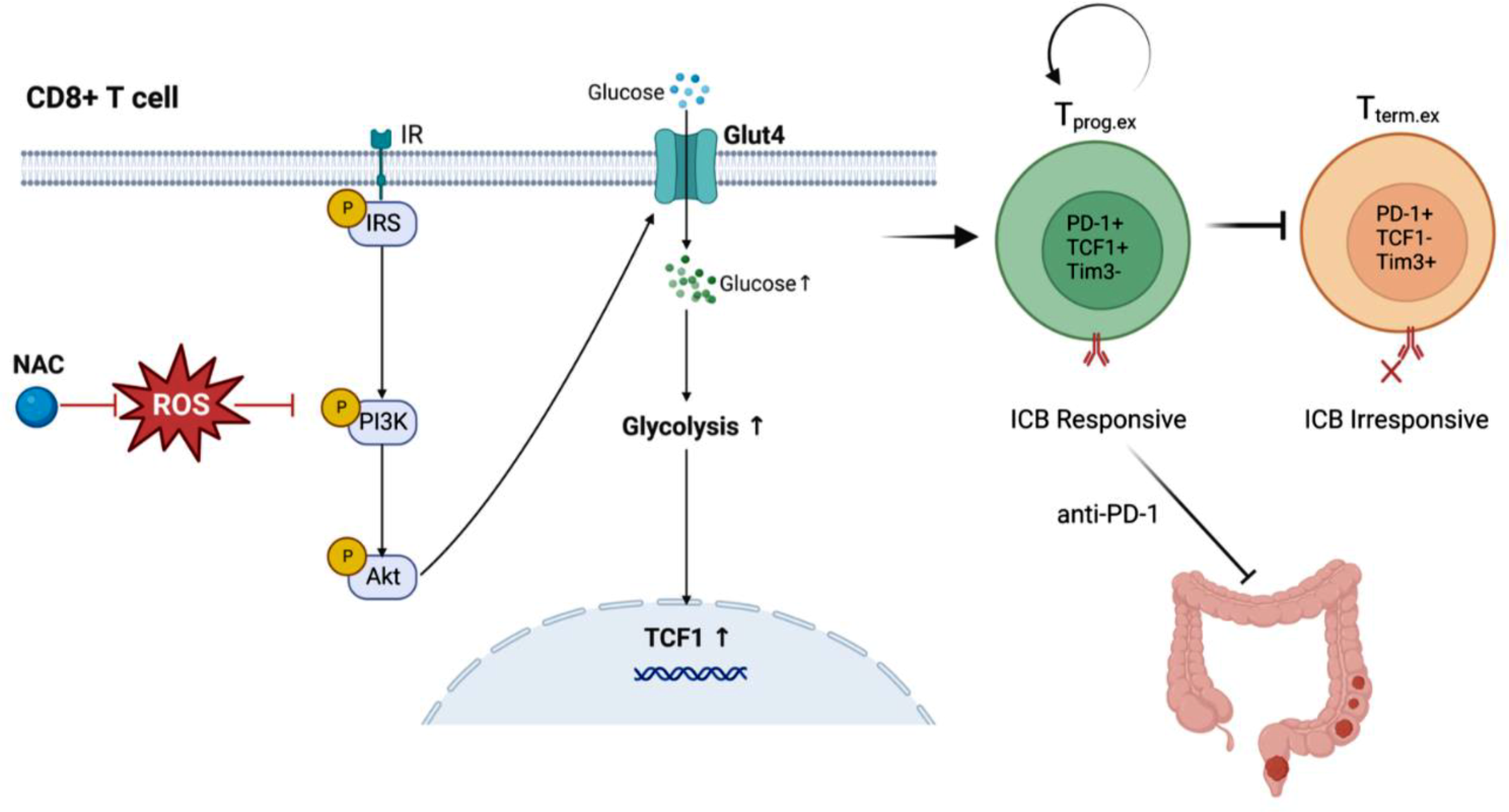 Acetylcysteine synergizes PD-1 blockers against colorectal cancer progression by promoting TCF1+PD1+CD8+ T cell differentiation