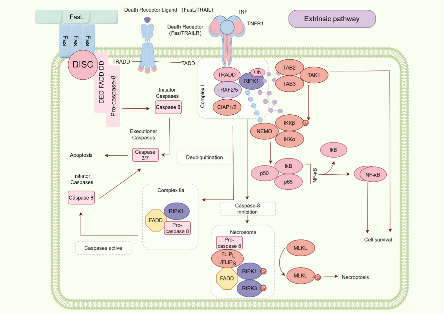 Caspase-8 in inflammatory diseases: a potential therapeutic target