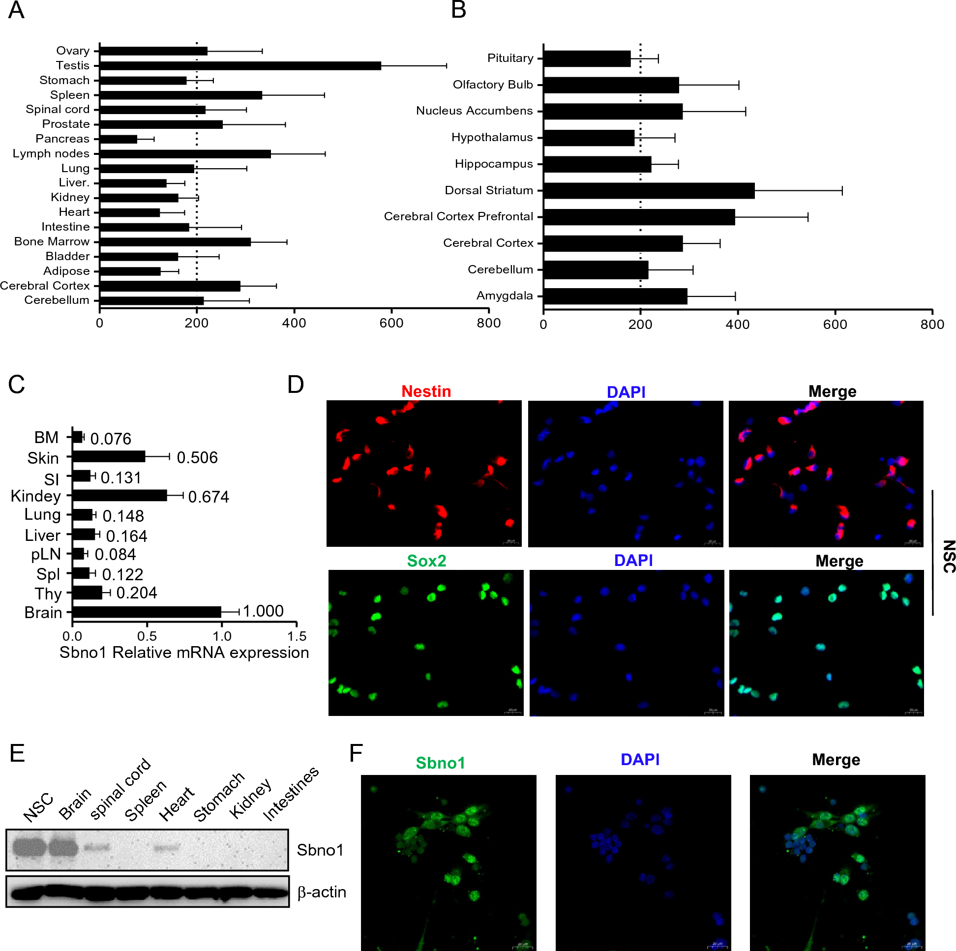 Sbno1 mediates cell–cell communication between neural stem cells and microglia through small extracellular vesicles