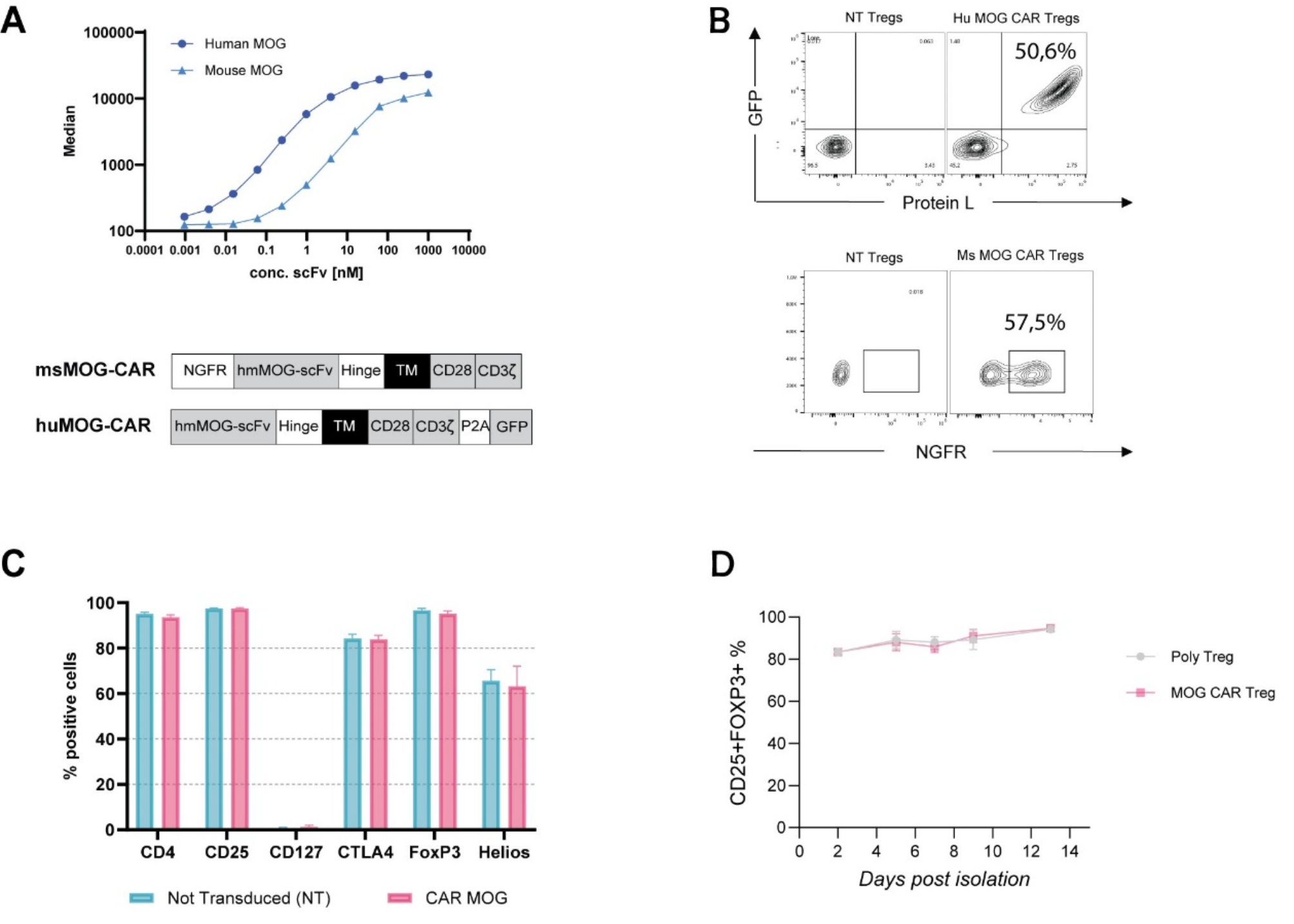 MOG-specific CAR Tregs: a novel approach to treat multiple sclerosis