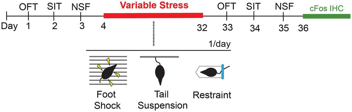 Parkinson’s LRRK2-G2019S risk gene mutation drives sex-specific behavioral and cellular adaptations to chronic variable stress